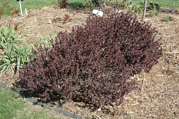 concorde Japanese barberry