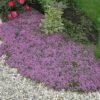 red creeping thyme