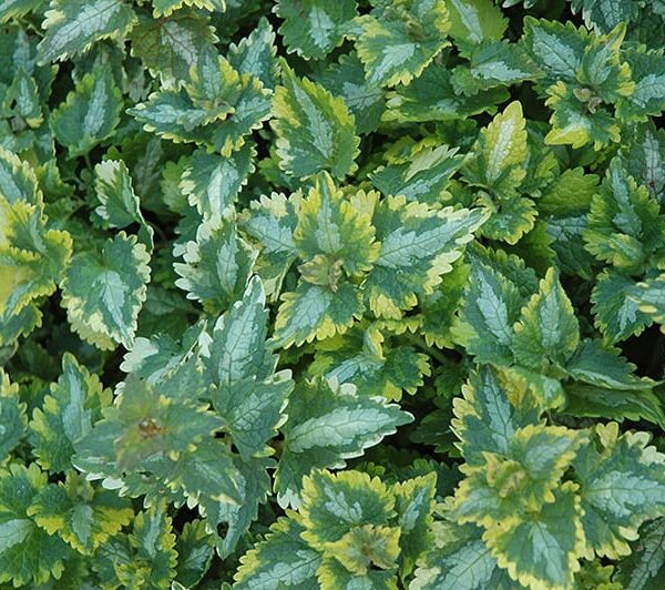 golden anniversary spotted dead nettle