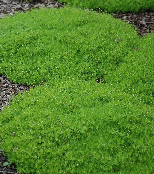 irish moss
