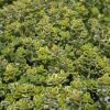 lemon thyme