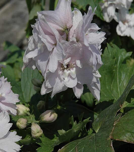 magic fountains cherry blossom larkspur