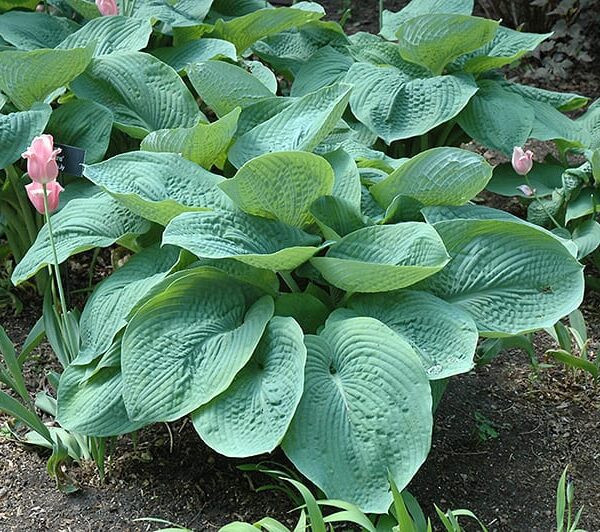 elegans hosta