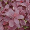 royal purple smokebush