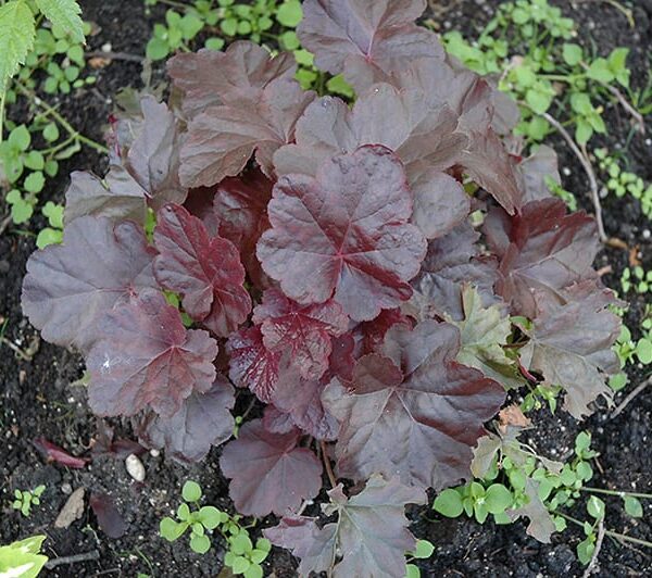 obsidian coral bells