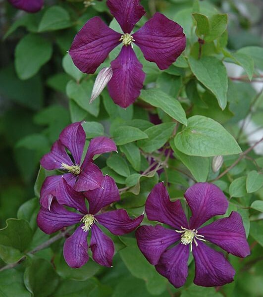 etoile violette clematis