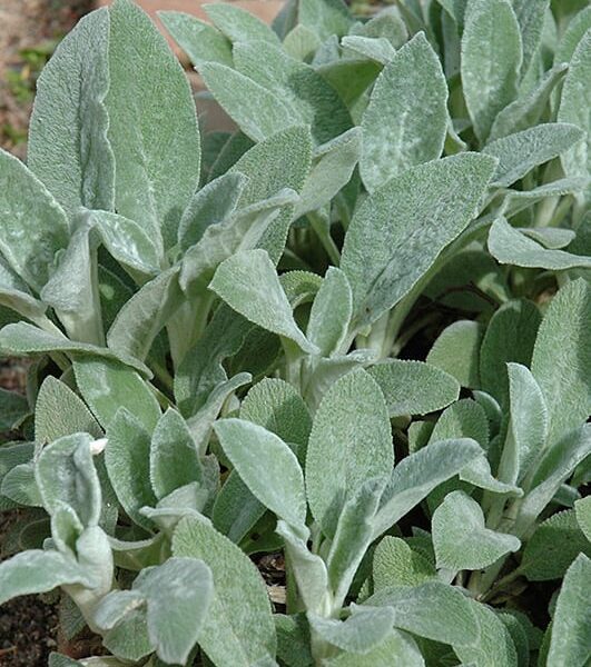 helene von stein lambs ears