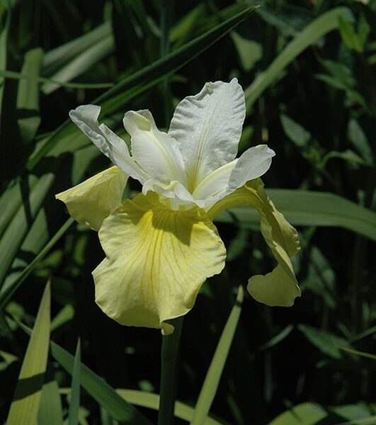 butter and sugar Siberian iris