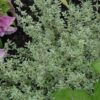 silver lemon thyme