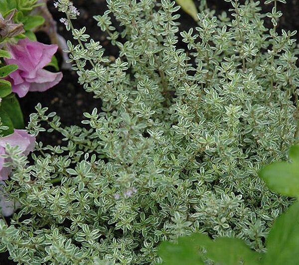 silver lemon thyme