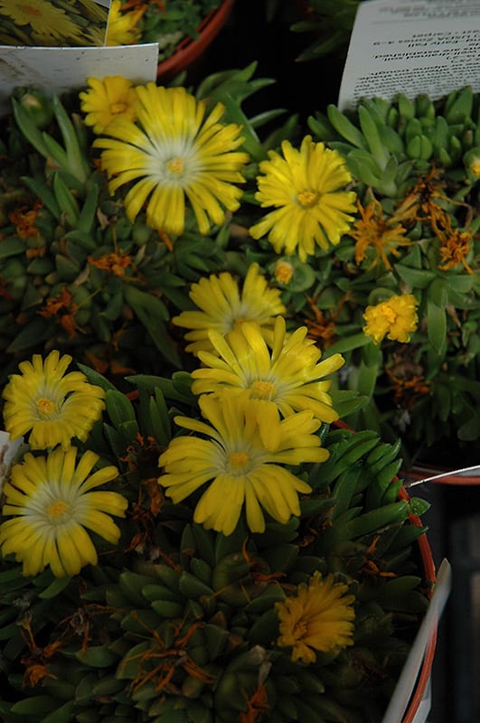 Hardy Ice Plant Calloway�s Nursery