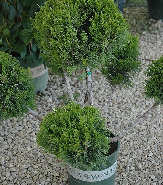 mint julep juniper