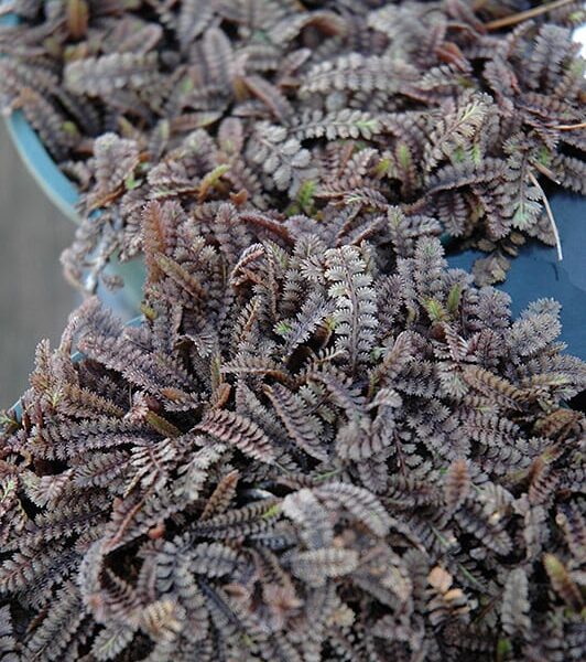 plants black brass buttons