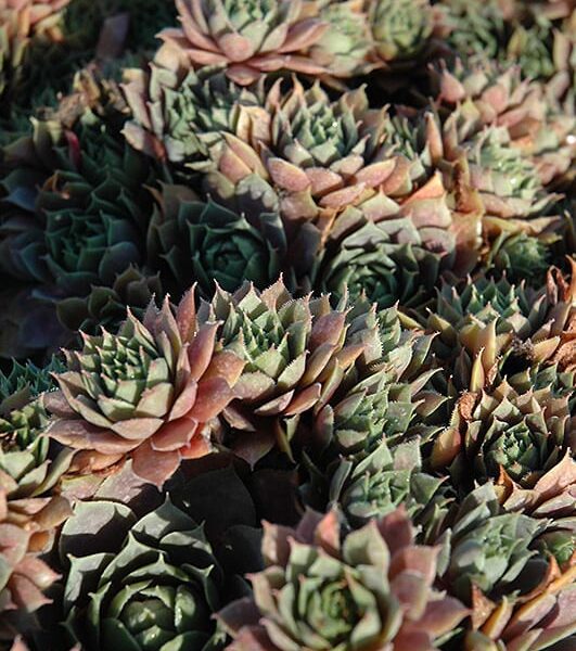 red heart hens and chicks