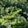 emerald spreader yew