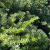 Emerald Spreader Yew