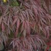 tamukeyama japanese maple