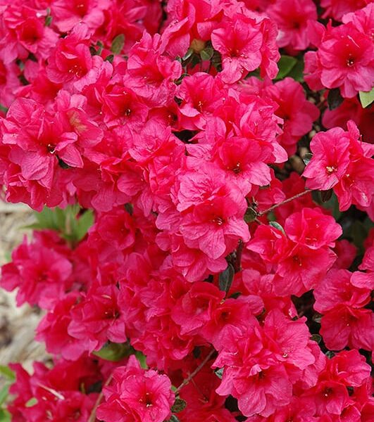 Hershey's Red Azalea