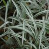 Liriope Silver Dragon Photo 2