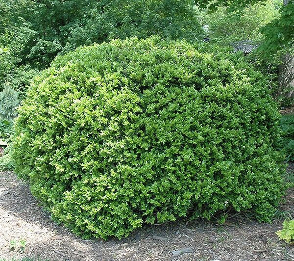 Japanese boxwood