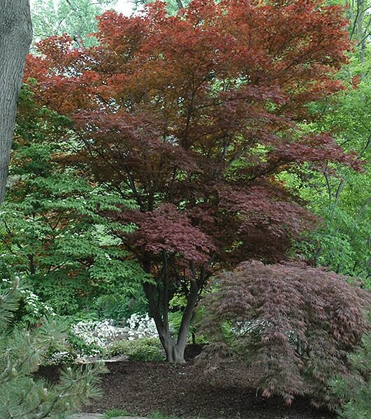 Oshio Beni Japanese Maple