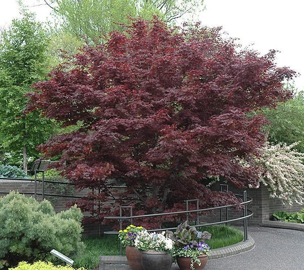 Bloodgood Japanese Maple