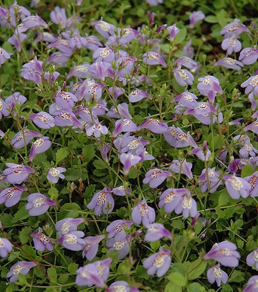 creeping mazus