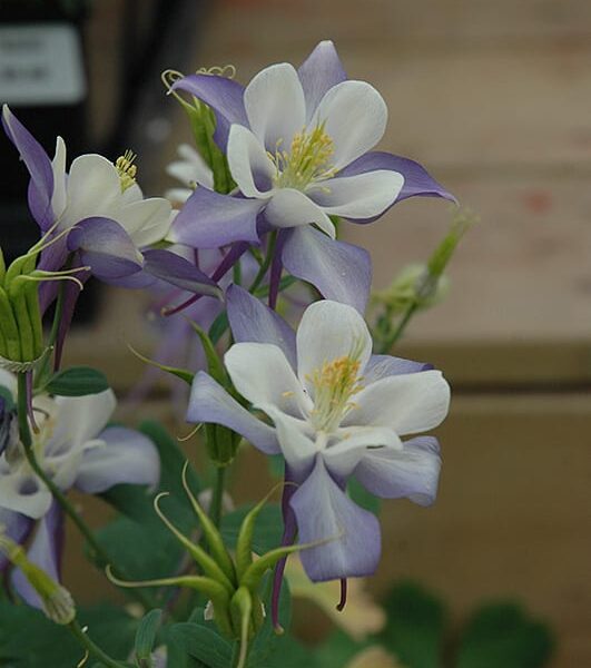 origami blue and white columbine