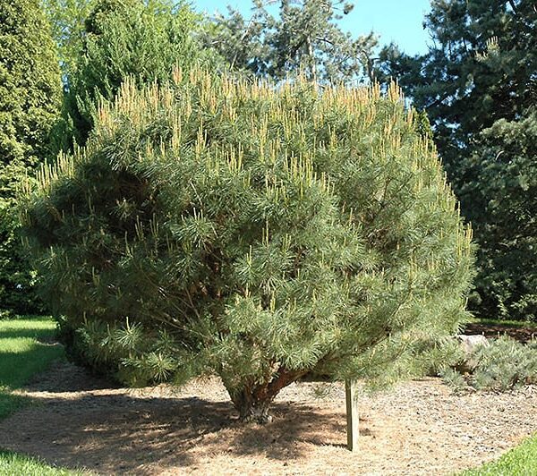 compact Japanese umbrella pine