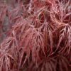 crimson queen Japanese barberry