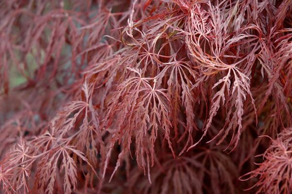 Crimson Queen Japanese Maple