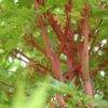 coral bark Japanese maple