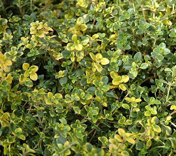 doone valley thyme