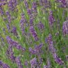 hidcote lavender