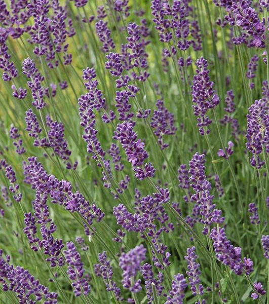 hidcote lavender