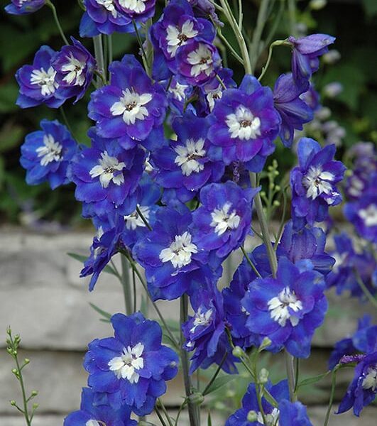 blue bird larkspur