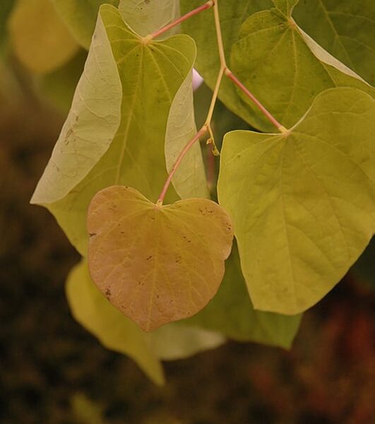 The Rising Sun Redbud