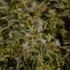twist of lime glossy abelia
