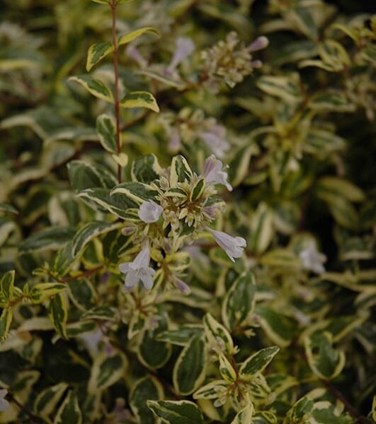 twist of lime glossy abelia