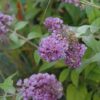 Lo And Behold Blue Chip Dwarf Butterfly Bush
