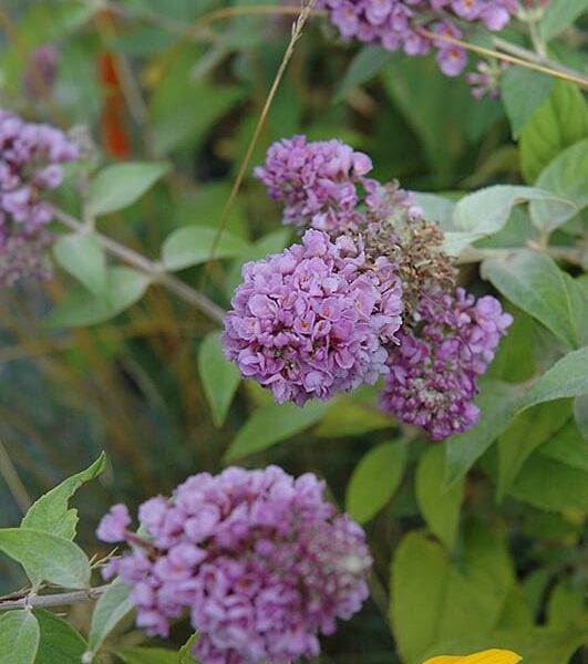 lo and behold blue chip dwarf butterfly bush