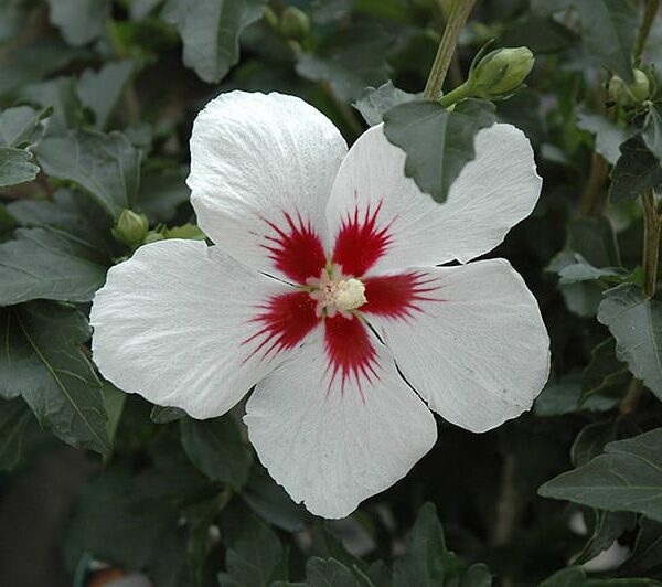 lil kim rose of sharon