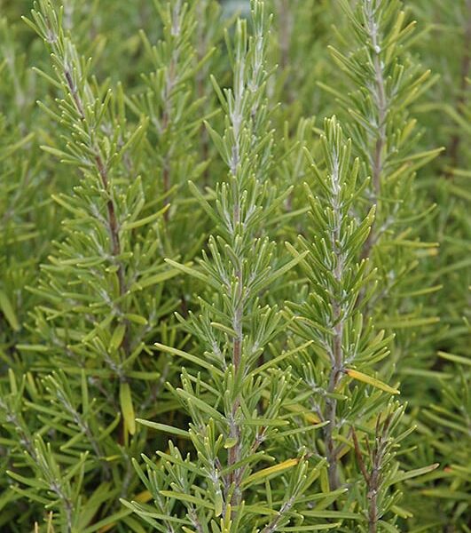 upright rosemary