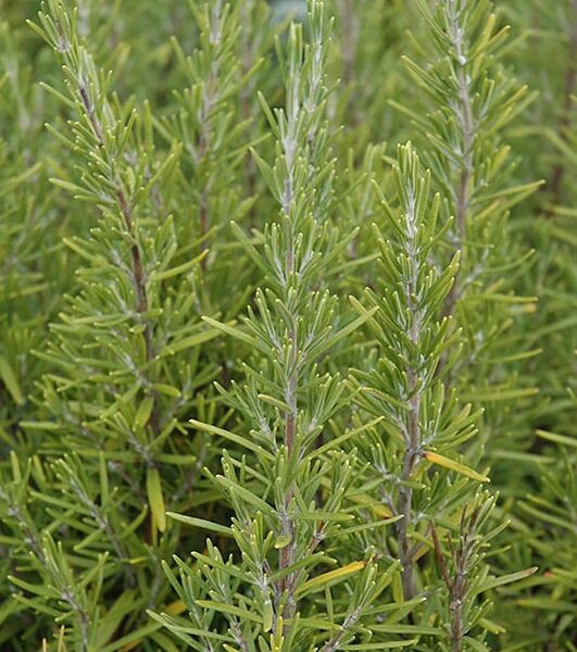 Upright Rosemary