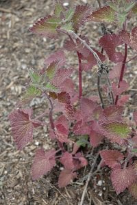 catnip
