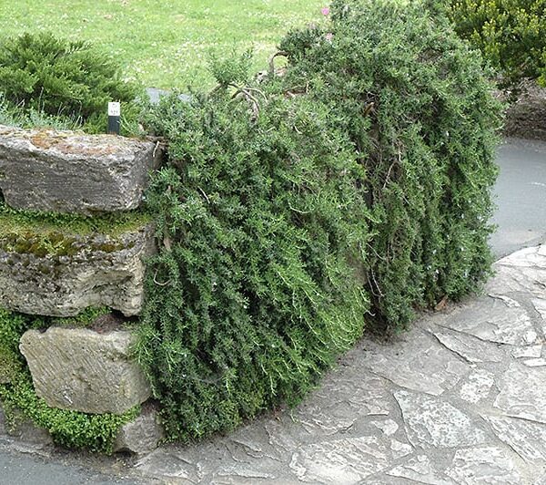 trailing rosemary