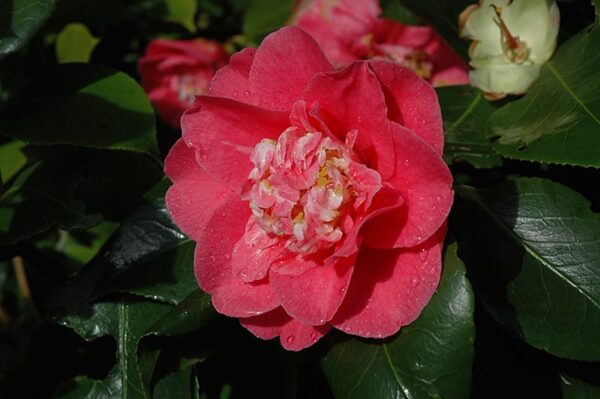 R.L. Wheeler Camellia