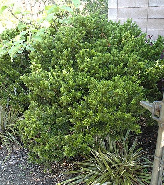 boxleaf euonymus