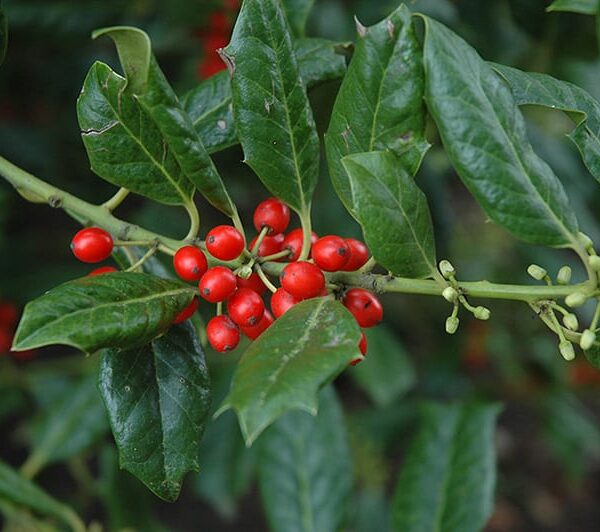 Nellie R. Stevens Holly Plant
