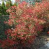 fraser photinia